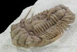 Exotic Hoplolichoides Trilobite - Russia #99203-3